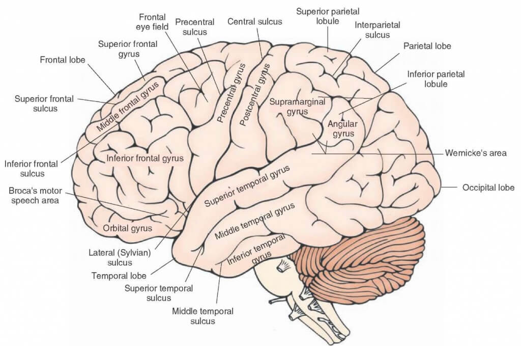 Frontal Lobe Anatomy And Functions with Images 